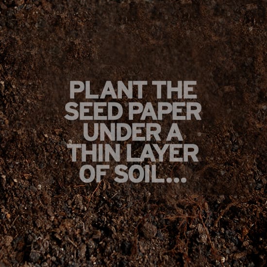 plant_seed_paper_in_soil plant_seed_paper_in_soil