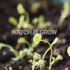 watch_it_grow