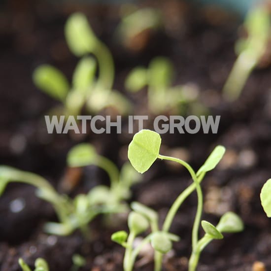 watch_it_grow watch_it_grow