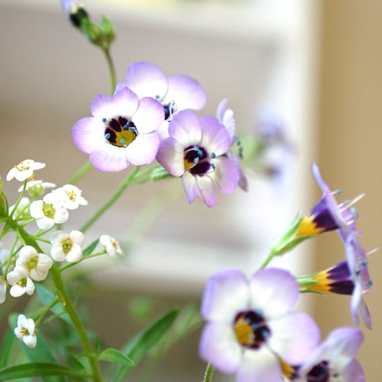 wildflowers wildflowers