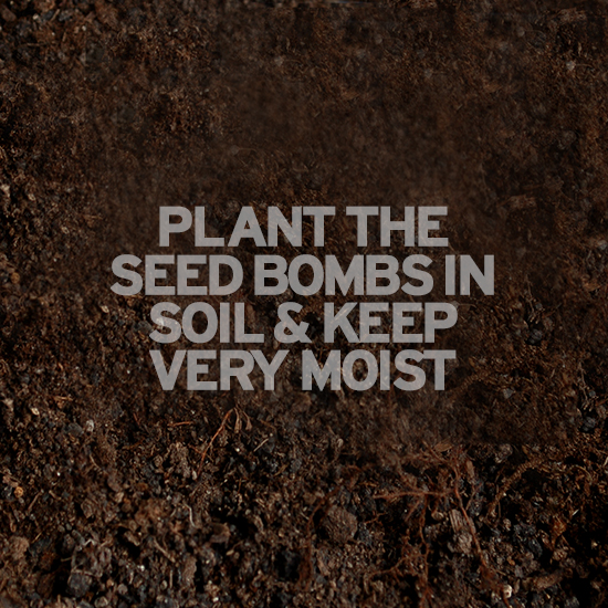 plant_seed_bombs_in_soil.1 plant_seed_bombs_in_soil.1