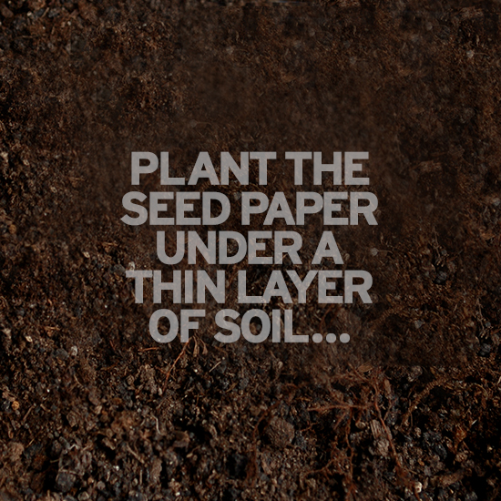 plant_seed_paper_in_soil plant_seed_paper_in_soil