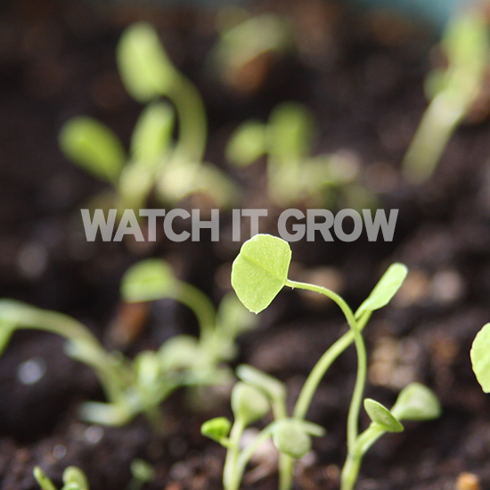 watch_it_grow watch_it_grow