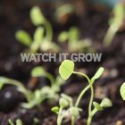 watch_it_grow